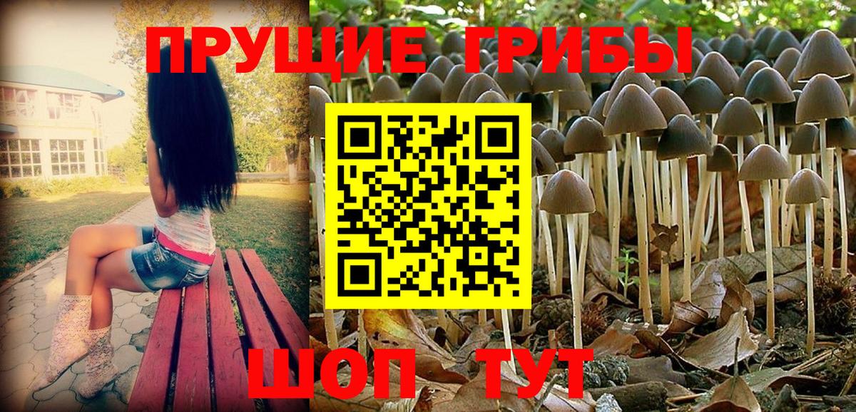 Псилоцибиновые грибы Psilocybe  Вход с VPN  Белая Калитва  Галлюциногенные грибы Psilocybe 